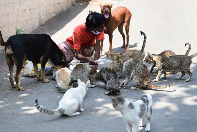 The US became the world's first country to have registered more than 2,000 COVID-19 deaths in a single day with 2,108 fatalities reported between Friday and Saturday.
In picture: A resident feeds street cats amid lockdown in south Mumbai at Walkeshwar.